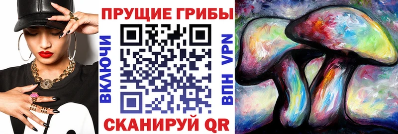 где можно купить наркотик  Шуя  Псилоцибиновые грибы прущие грибы 